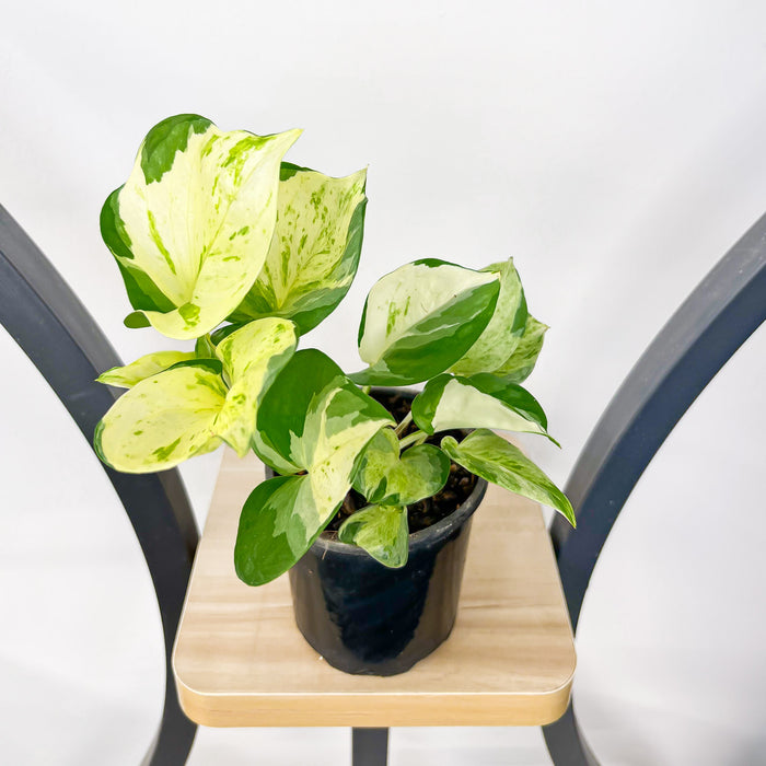 Pothos Manjula | The Plant Boys