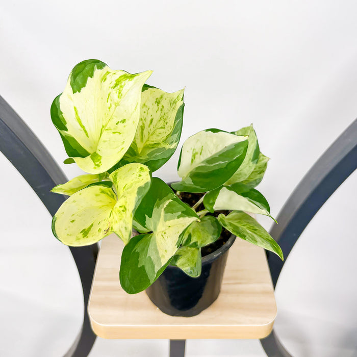 Pothos Manjula | The Plant Boys