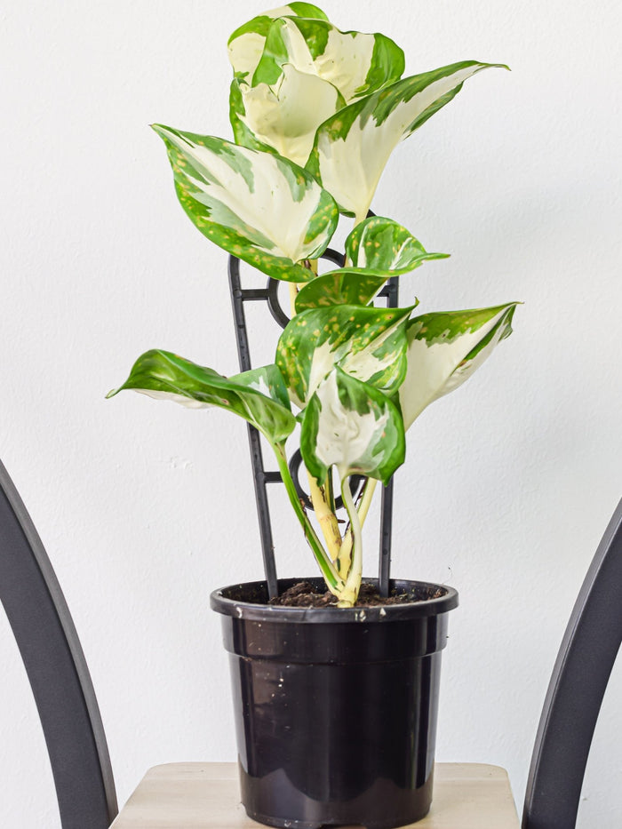 Pothos Manjula | The Plant Boys