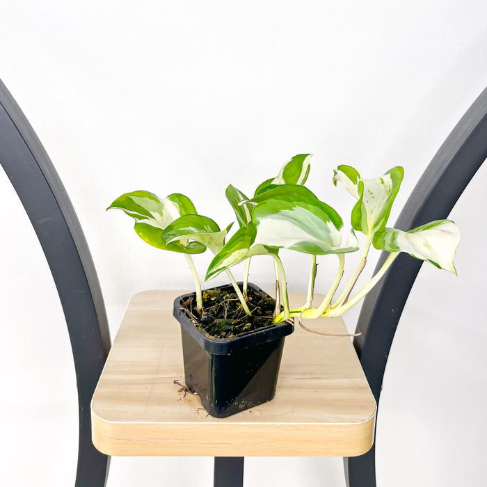 66mm Pot