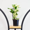 Pothos Marble Queen | The Plant Boys