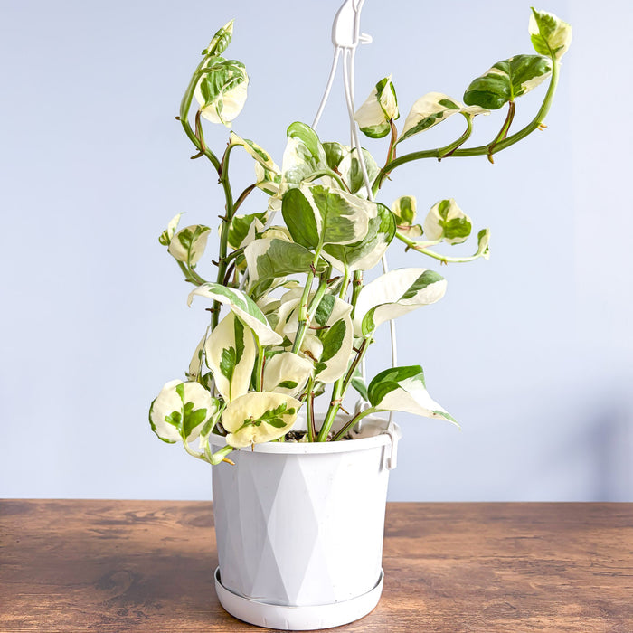 Pothos N'Joy | The Plant Boys