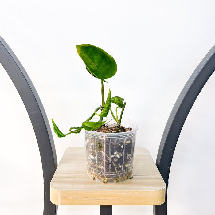 Pothos Shangri - La | The Plant Boys
