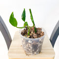 Pothos Shangri - La | The Plant Boys
