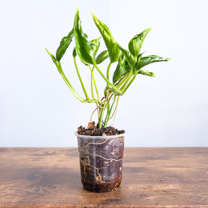 Pothos Shangri - La | The Plant Boys