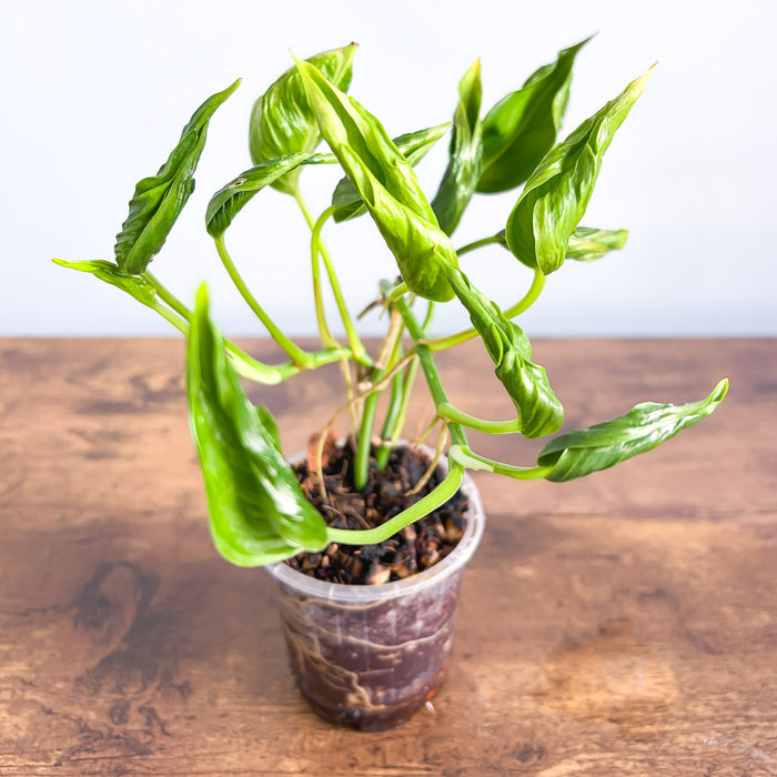 Pothos Shangri - La | The Plant Boys