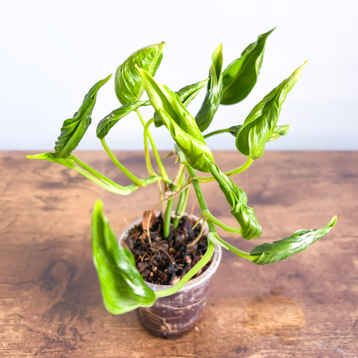 Pothos Shangri - La | The Plant Boys