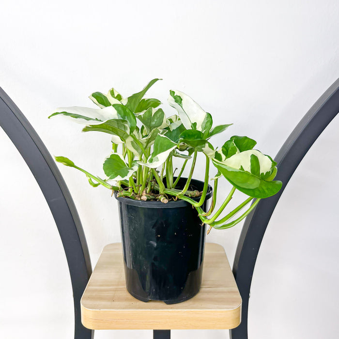 125mm Pot