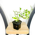 66mm Pot