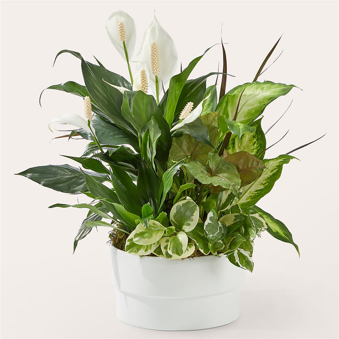 Radiating Positivity Dishgarden – BUEHLER'S FLORAL, Wooster OH