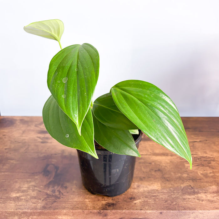 Rhaphidophora Decursiva Dragon Tail | The Plant Boys