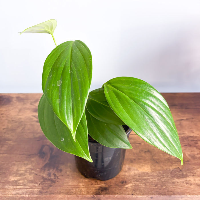 Rhaphidophora Decursiva Dragon Tail | The Plant Boys