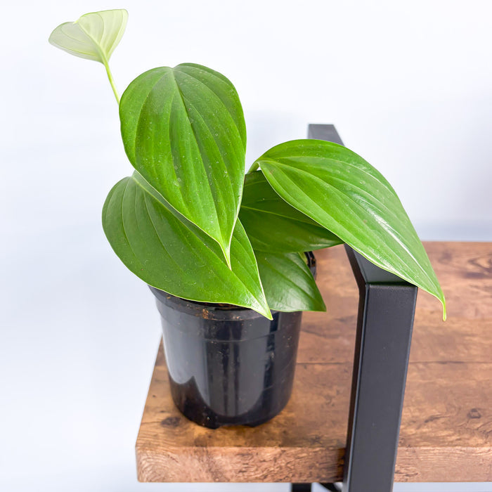 Rhaphidophora Decursiva Dragon Tail | The Plant Boys