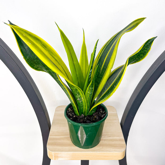 Sansevieria Golden Flame | The Plant Boys