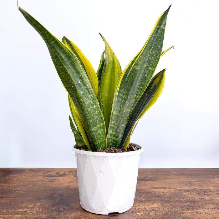 Sansevieria Golden Flame | The Plant Boys