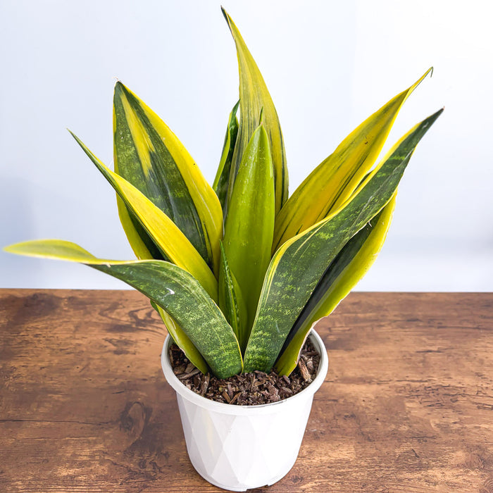 Sansevieria Golden Flame | The Plant Boys