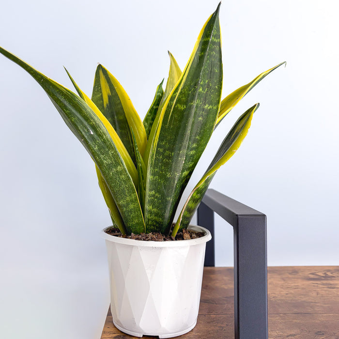 Sansevieria Golden Flame | The Plant Boys