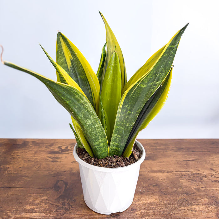 Sansevieria Golden Flame | The Plant Boys