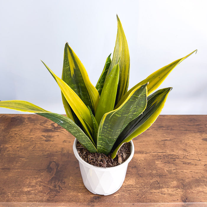 Sansevieria Golden Flame | The Plant Boys