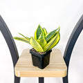 Sansevieria Golden Hahnii | The Plant Boys