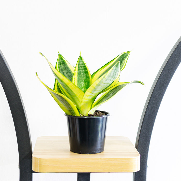 Sansevieria Golden Hahnii