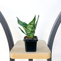 Sansevieria Green Hahnii | The Plant Boys
