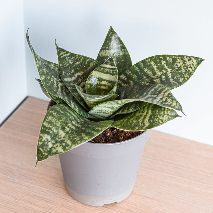 Sansevieria Green Hahnii | The Plant Boys
