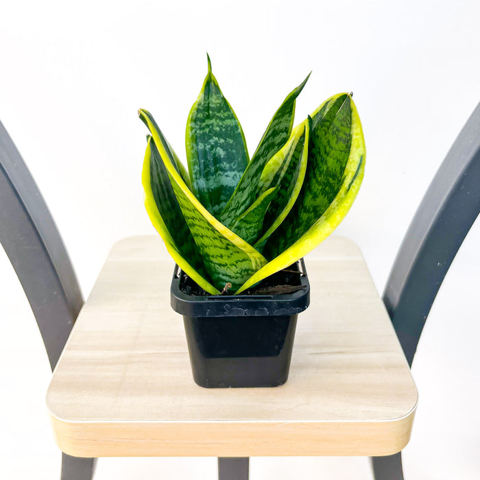 Sansevieria Hahnii Hybrid | The Plant Boys