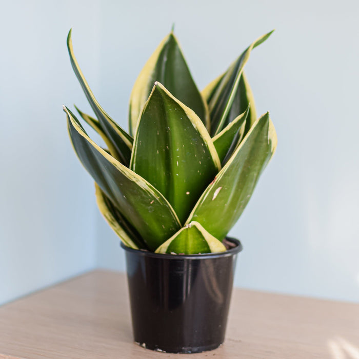 Sansevieria Lotus Hahnii | The Plant Boys