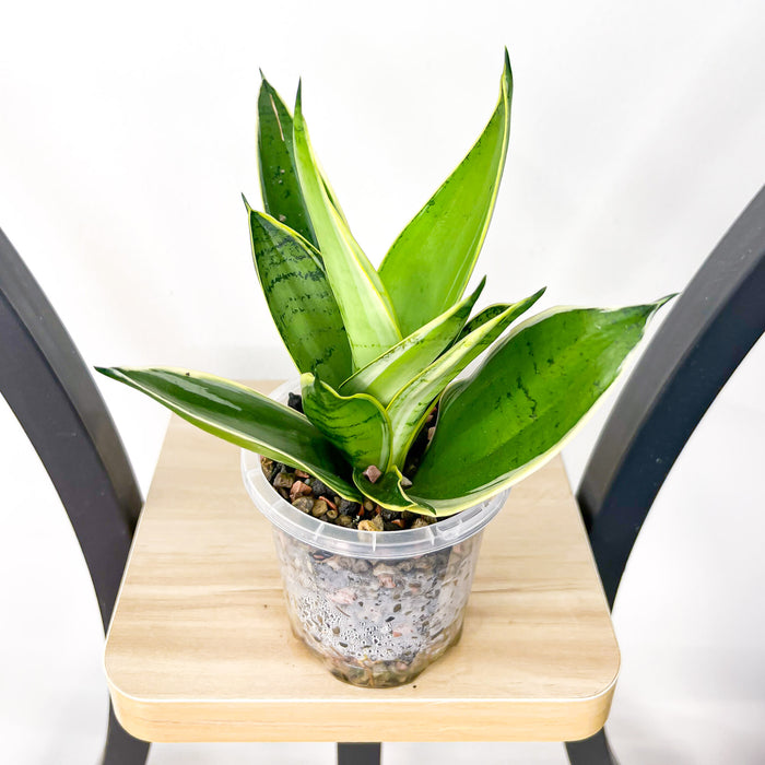 Sansevieria Silver Marginata Hahnii | The Plant Boys