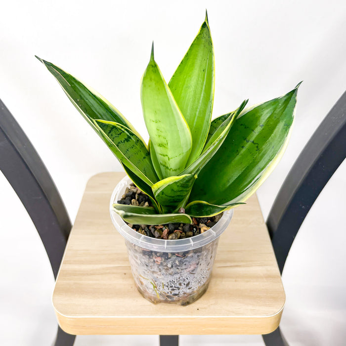 Sansevieria Silver Marginata Hahnii | The Plant Boys