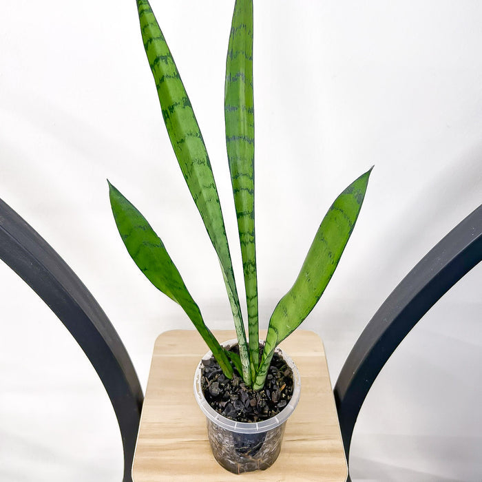 Sansevieria Silver Princess