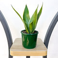Sansevieria White Snow Hahnii | The Plant Boys