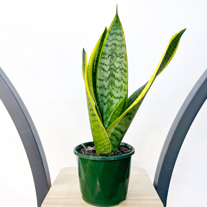 Sansevieria Superba | The Plant Boys