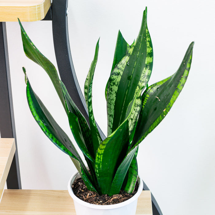 Sansevieria Whitney