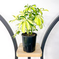 Schefflera Dwarf Umbrella Tree Variegated