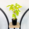 Schefflera Neon Umbrella Tree