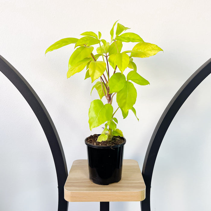 Schefflera Neon Umbrella Tree