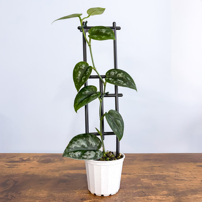 Scindapsus Black Mamba | The Plant Boys