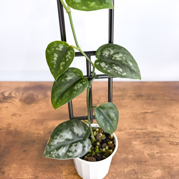Scindapsus Black Mamba | The Plant Boys