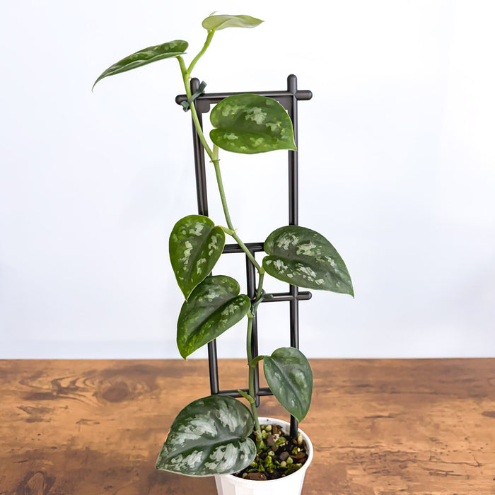 Scindapsus Black Mamba | The Plant Boys