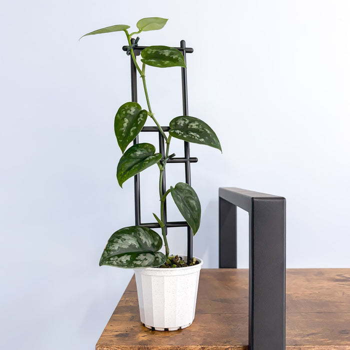 Scindapsus Black Mamba | The Plant Boys