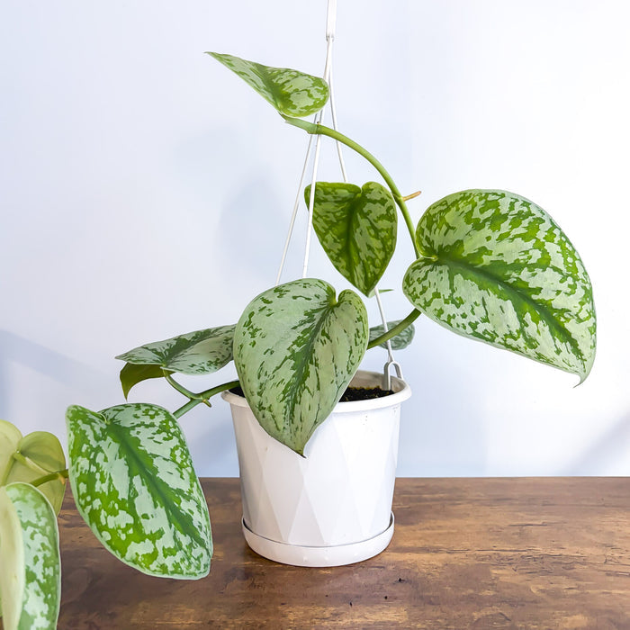 Scindapsus Exotica | The Plant Boys