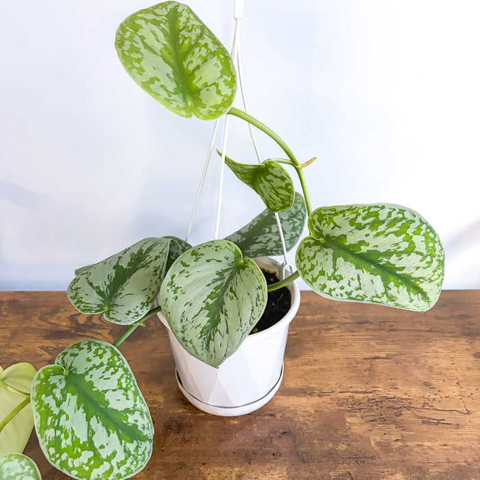 Scindapsus Exotica | The Plant Boys