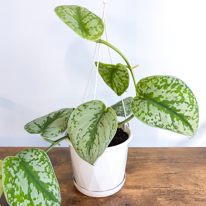 Scindapsus Exotica | The Plant Boys