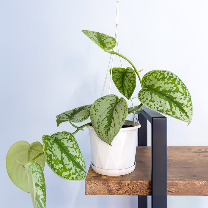 Scindapsus Exotica | The Plant Boys