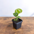 66mm Pot