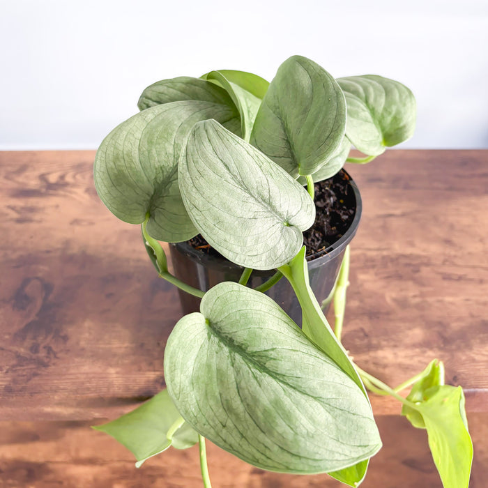 Scindapsus Silver Hero | The Plant Boys