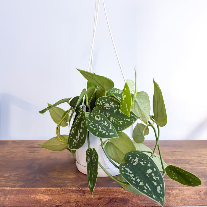 130mm Hanging Basket
