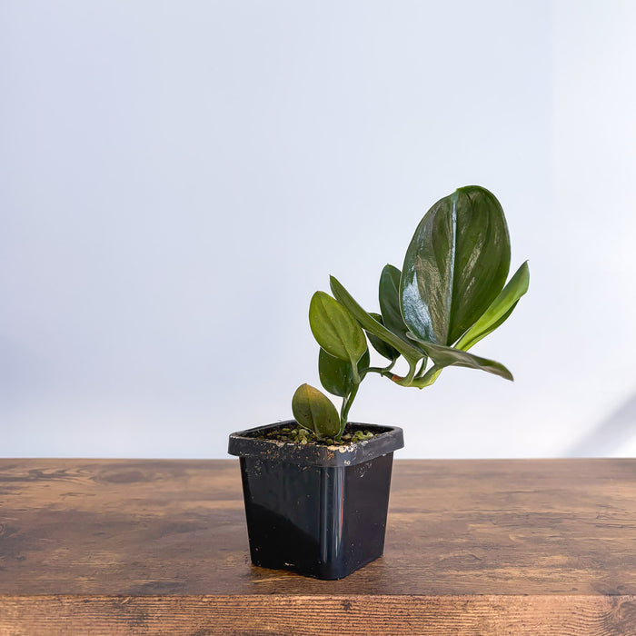 Scindapsus Treubii Black Dove | The Plant Boys